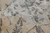 Pennsylvanian Fossil Fern (Neuropteris) Plate - Kentucky #214218-1